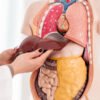 Foods that can help improve your Liver Health 5 liver