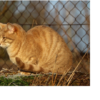 Some Uses and advantages of installing a cat Fence 5 Untitled