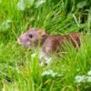 The Mouse Problem: Dealing with Mice Infestation 5 Mouse