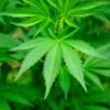 How to Care for Your Growing Cannabis 3 Cannabis