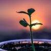 CBD Manufacturers Europe and UK 5 file 20190815 136190 cn8sg3