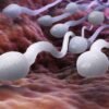 Semen Analysis: Purpose & Procedure 5 male sperm swimming fallopian tube illustration shut 1596344273