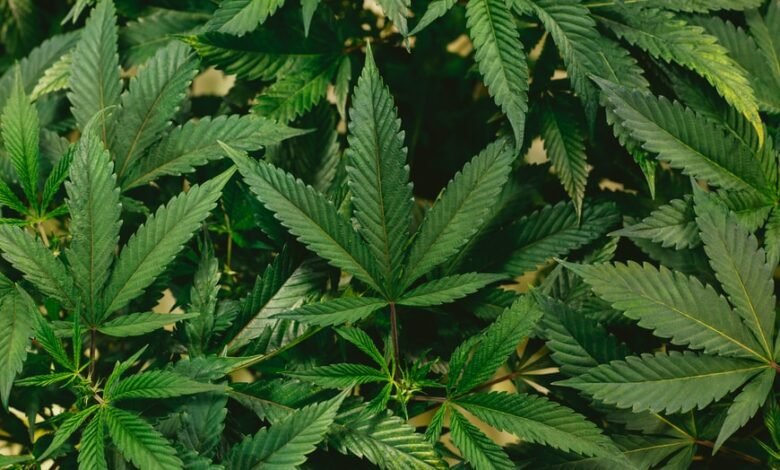 Medical Marijuana For Manufacturing Medicine 1 marijuana