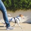 Walking is the main exercise people can do to lose weight 5 weight