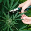 Understanding the Delta 8 Flower: What Is It and How Is It Made 5 Delta 8 Flower