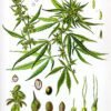 Favorite Cannabis Strains Across The US 3 Cannabis