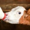 WellHealthOrganic Buffalo Milk Tag: Unlocking the Nutritional Power 5 WellHealthOrganic Buffalo Milk Tag