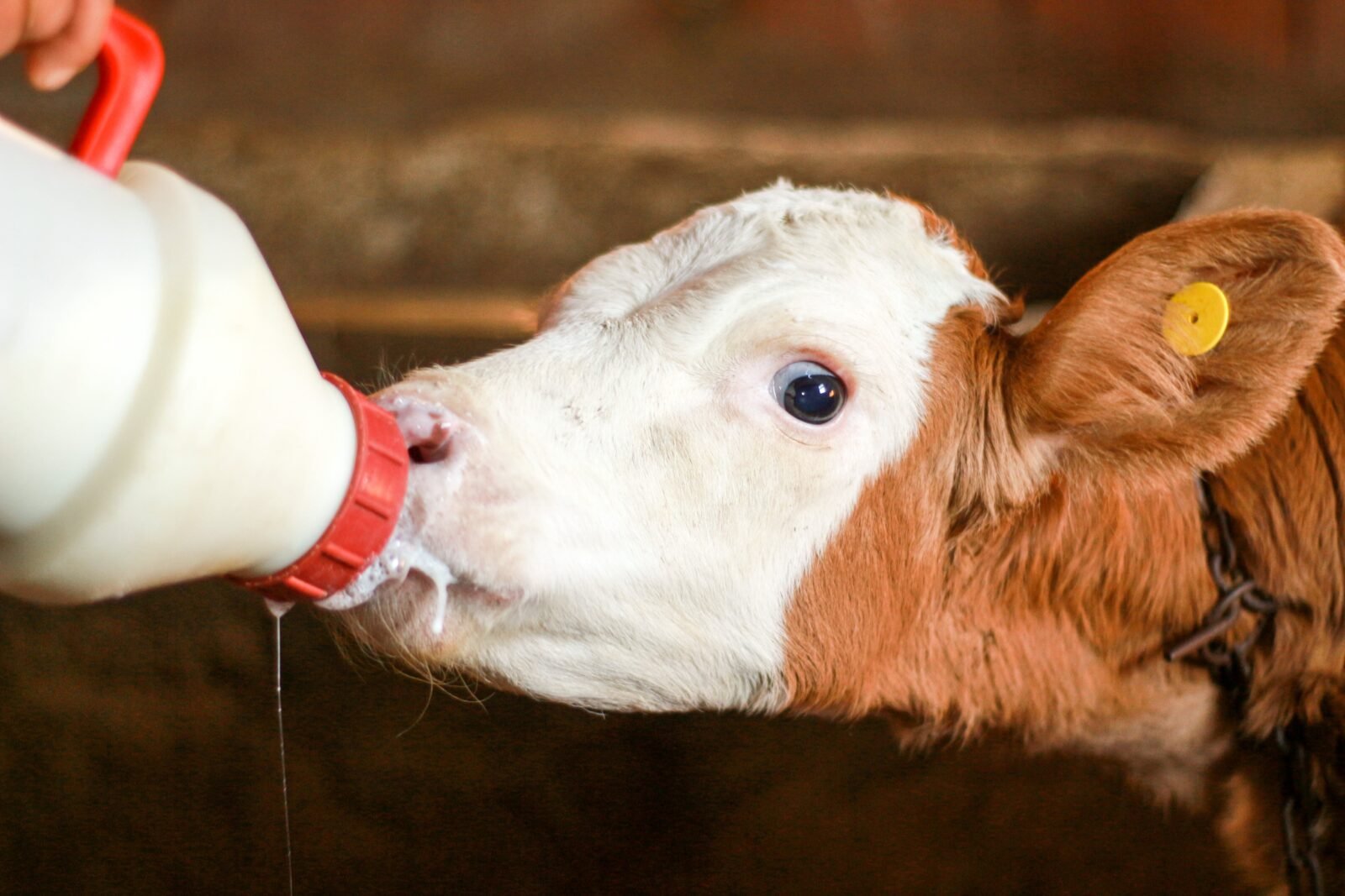 WellHealthOrganic Buffalo Milk Tag: Unlocking the Nutritional Power 1 WellHealthOrganic Buffalo Milk Tag